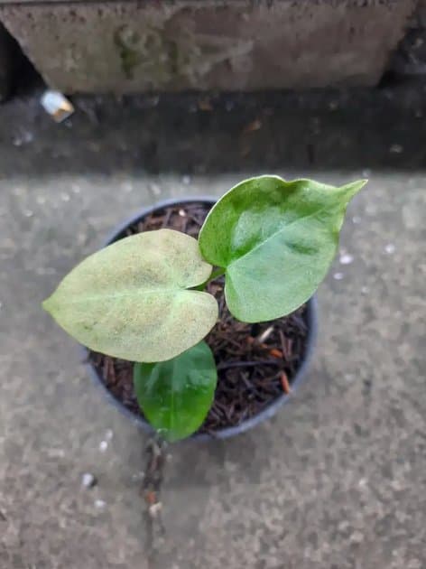 Anthurium Papillilaminum Variegata Mint — Anthuriums for sale on Inflos