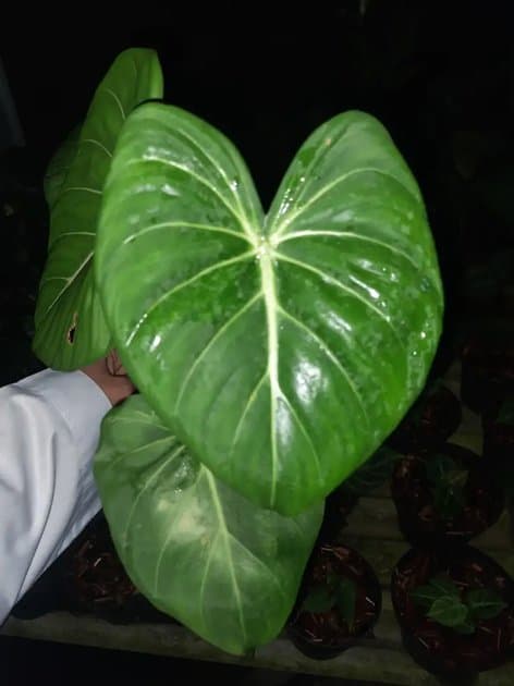 Philodendron Hybrid (glorious x Gloriousum) — Philodendrons for sale on Inflos