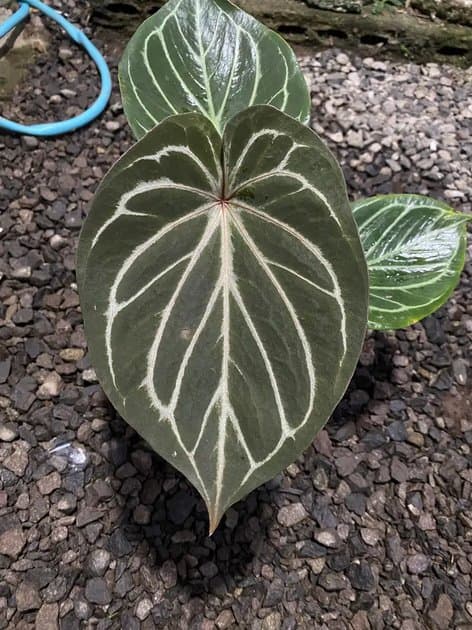 Red Vein King Of Spades — Anthuriums for sale on Inflos