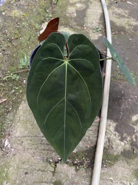 Anthurium Goliath Seed — Anthuriums for sale on Inflos