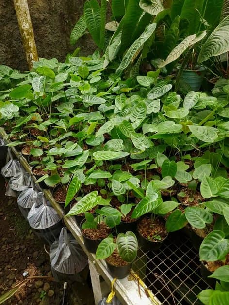 Anthurium Veitchii — Anthuriums for sale on Inflos