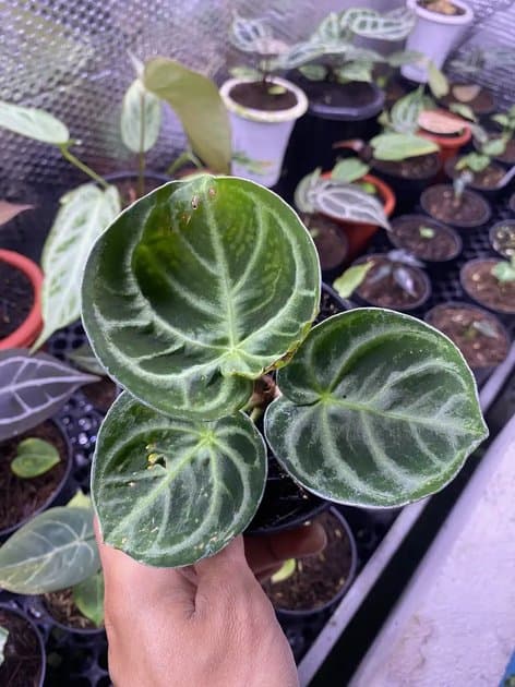 Anthurium Dorayaki Ortodok — Anthuriums for sale on Inflos