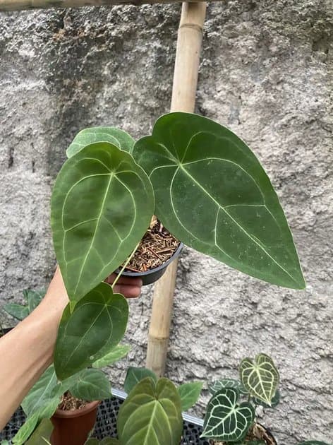 Anthurium Forgetii — Anthuriums for sale on Inflos