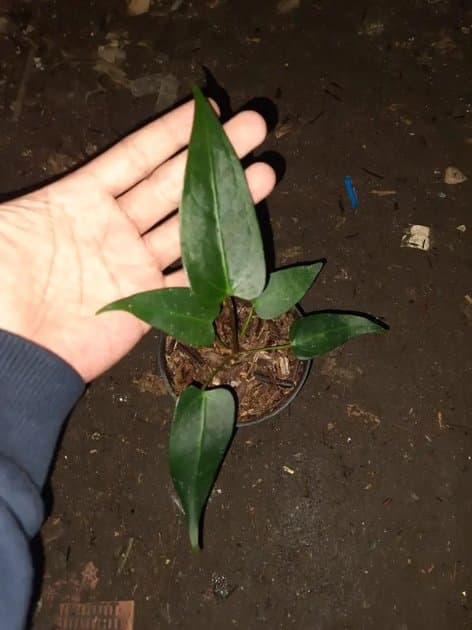 Anthurium Black Sweet — Anthuriums for sale on Inflos