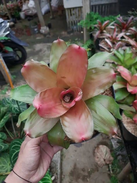 Bromelia Deby Red — Others for sale on Inflos