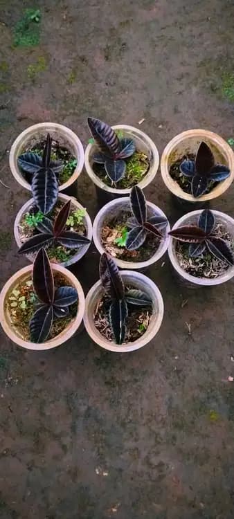 Labisia Butterfly — Orchids for sale on Inflos