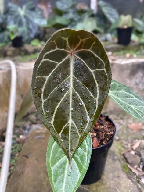 Anthurium Forgetii — Anthuriums for sale on Inflos