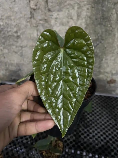 Luxurian — Anthuriums for sale on Inflos