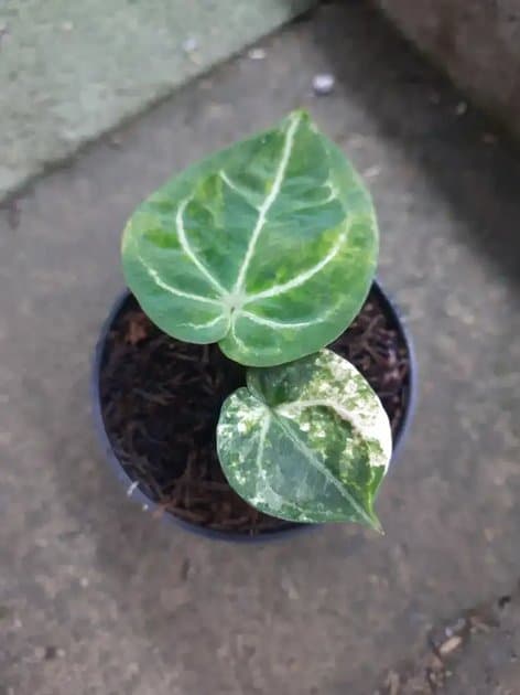 Anthurium King Of Spades Variegata — Anthuriums for sale on Inflos