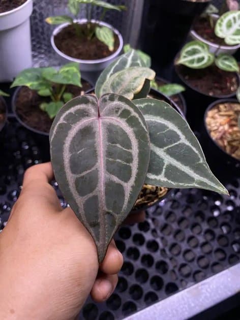King Of Spades x Red Crystallinum — Anthuriums for sale on Inflos