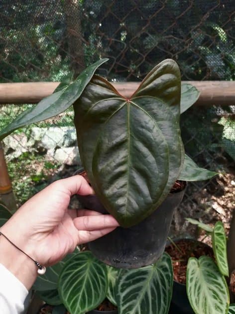 Anthurium Portillae x Bvit — Anthuriums for sale on Inflos