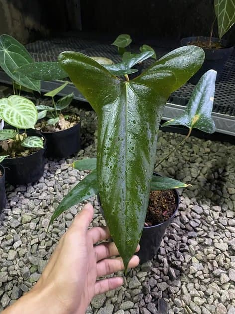 Black Sweet x Sp Napo — Anthuriums for sale on Inflos