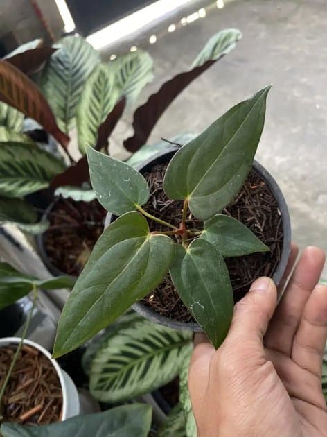 Blue Papillilaminum x Fortsherman — Anthuriums for sale on Inflos