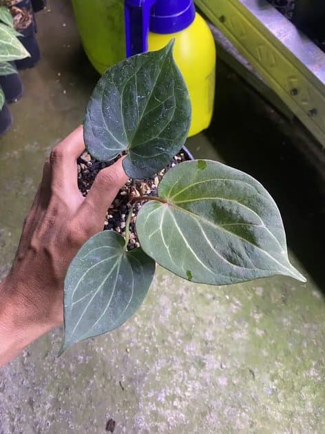 A.king Of Spades Selection Good Character — Anthuriums for sale on Inflos