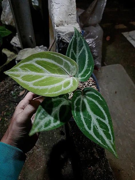 Anthurium Red Tiger x King Of Spades — Anthuriums for sale on Inflos