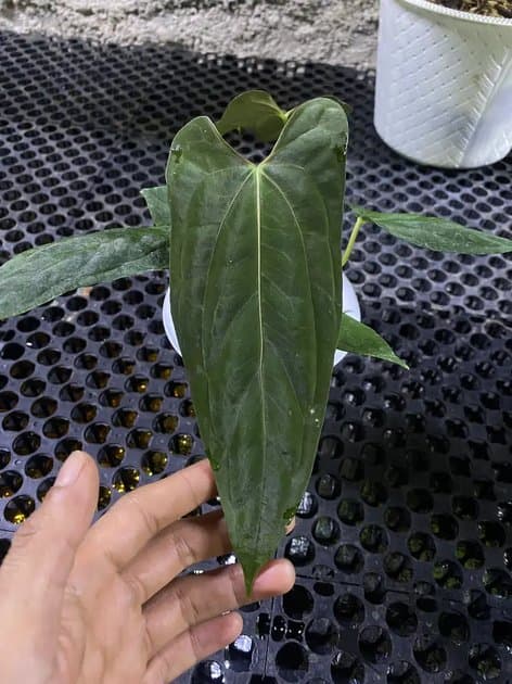 Anthurium Forts Herman Original — Anthuriums for sale on Inflos