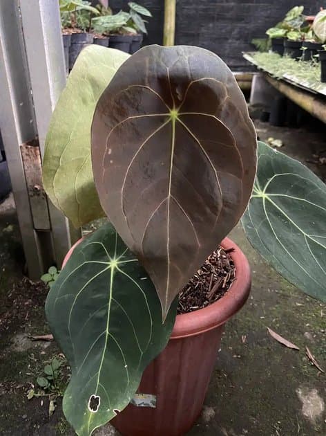 Anthurium Forgetii Dark Form Size Mother Plant — Anthuriums for sale on Inflos