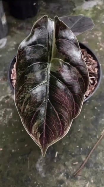 Alocasia Azlani Variegata — Alocasias for sale on Inflos