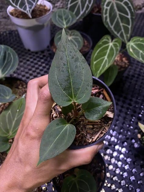 King Of Spades Butterfly — Anthuriums for sale on Inflos