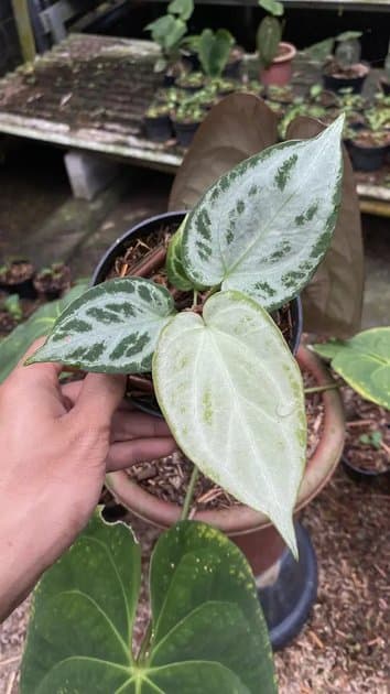 Silver Chrome — Anthuriums for sale on Inflos