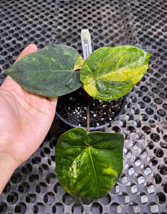 Ace Of Spades Variegata — Anthuriums for sale on Inflos