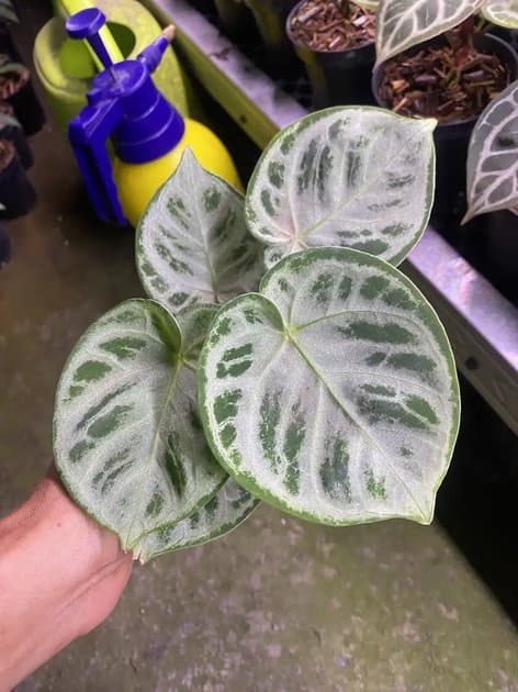 A.dorayaki x Silver Blush — Anthuriums for sale on Inflos