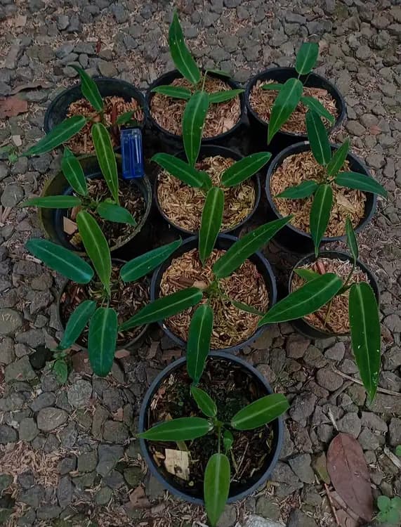 Anthurium Warocqueanum — Anthuriums for sale on Inflos
