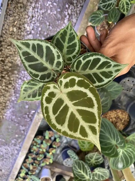 Anthurium Red Tiger — Anthuriums for sale on Inflos