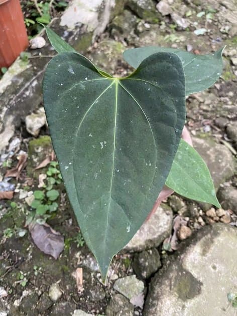 Portillae x Fortsherman — Anthuriums for sale on Inflos