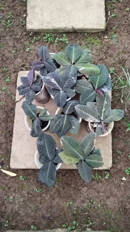 Labisia Jangkang — Orchids for sale on Inflos