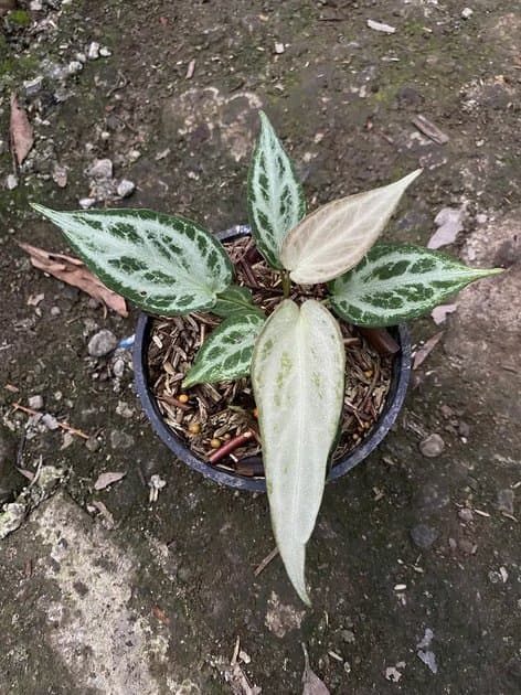 Silver Chrome Mutation — Anthuriums for sale on Inflos