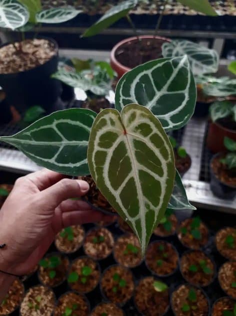 Anthurium Red Tiger — Anthuriums for sale on Inflos