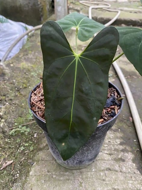 Portillae x Goliath — Anthuriums for sale on Inflos
