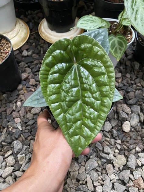 Anthurium Luxurian — Anthuriums for sale on Inflos
