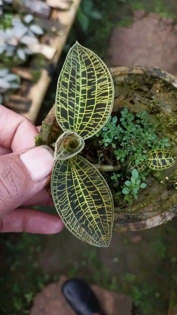 Jewel Orchid Sanderiana Sp Papua — Orchids for sale on Inflos