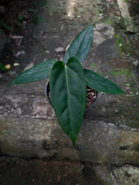 Anthurium Blue Papillilaminum x Portillae — Anthuriums for sale on Inflos