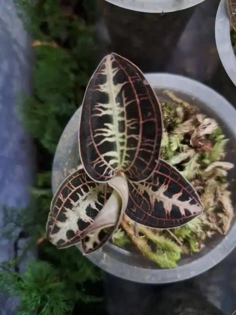 Jewel Orchid Sp — Orchids for sale on Inflos