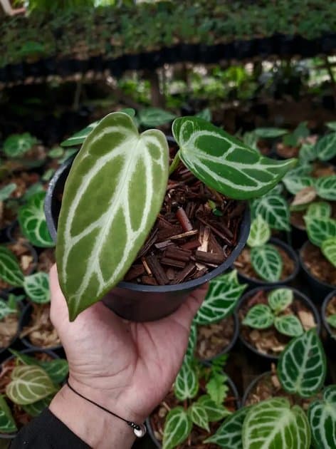 Anthurium Silver Selby — Anthuriums for sale on Inflos