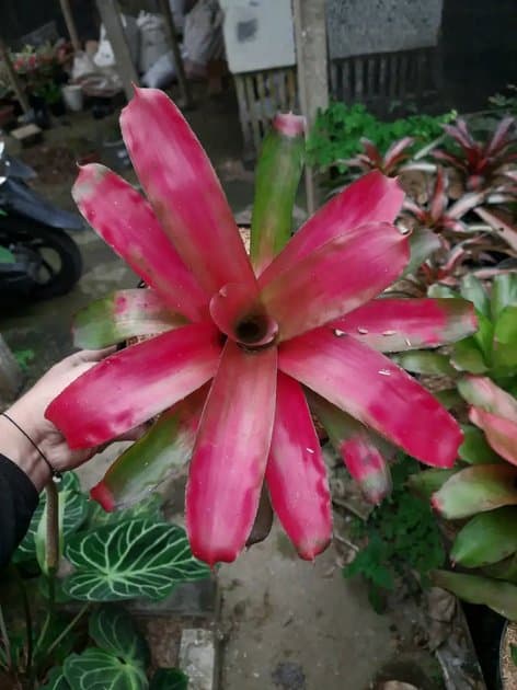Bromelia Neoregelia — Others for sale on Inflos