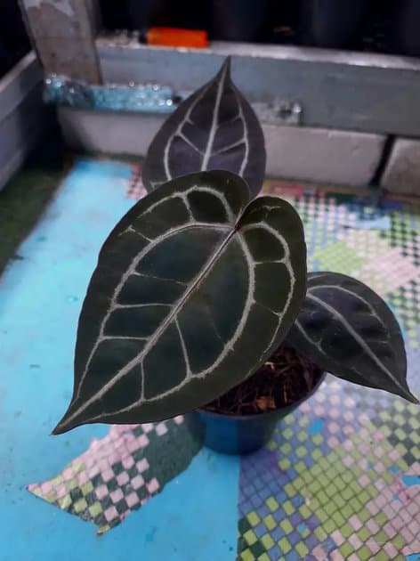Anthurium Tortoise — Anthuriums for sale on Inflos