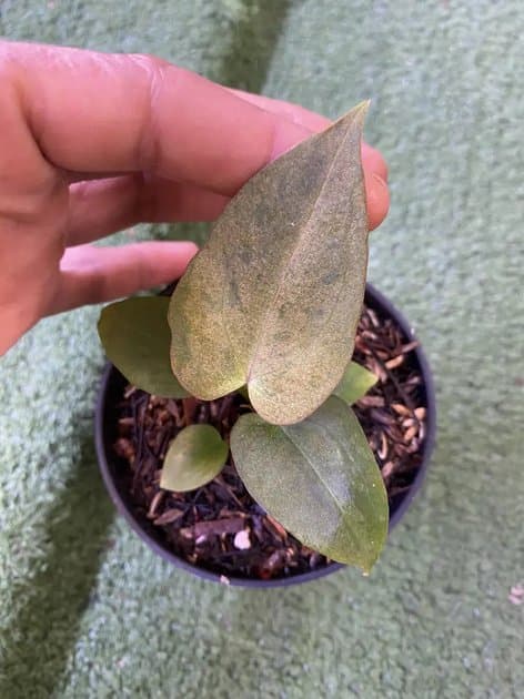 Papillilaminum Mint Variegata Pink — Anthuriums for sale on Inflos