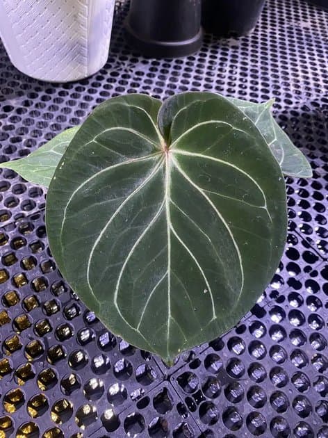 King Of Spades Round — Anthuriums for sale on Inflos