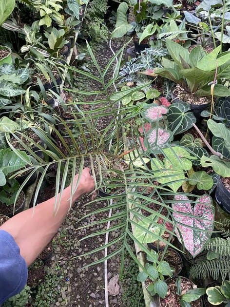 Philodendron Tortum — Philodendrons for sale on Inflos