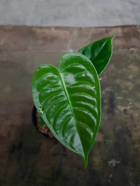 Anthurium Black Veitchii Narrow — Anthuriums for sale on Inflos
