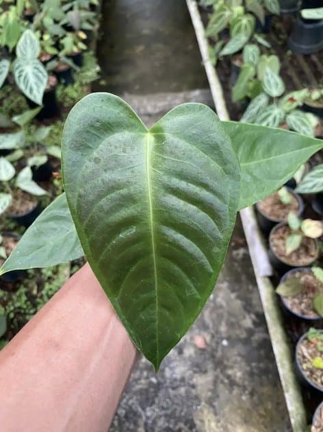 Anthurium Veitchii Black — Anthuriums for sale on Inflos