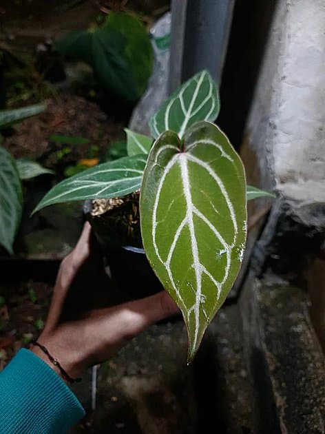 Anthurium Red Tiger x King Of Spades — Anthuriums for sale on Inflos