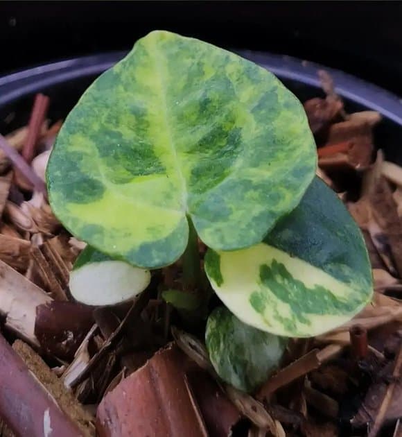 Anthurium Red Space — Anthuriums for sale on Inflos