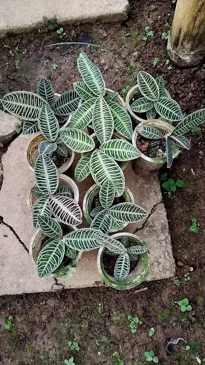 Labisia Zebra — Orchids for sale on Inflos