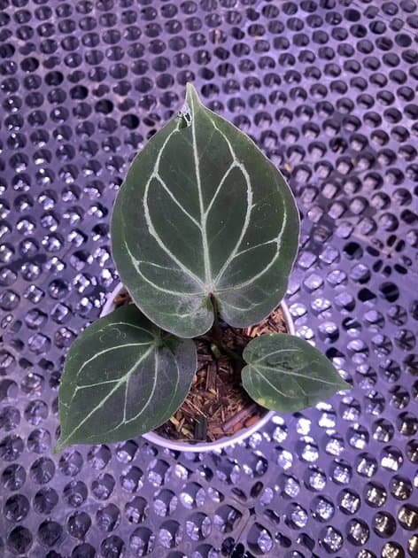 King Of Spades — Anthuriums for sale on Inflos