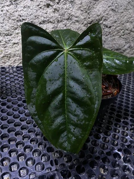 Black Sweet — Anthuriums for sale on Inflos